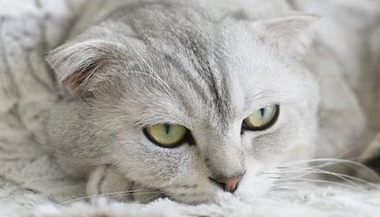 九游娱乐-社交媒体热议：谁是本赛季最耀眼的车手？