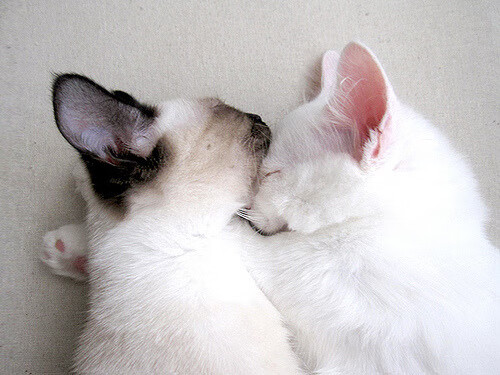 九游jiuyou-国内足球产业链“人才+设备+场馆”融合发展格局形成，足球产业主要经营内容