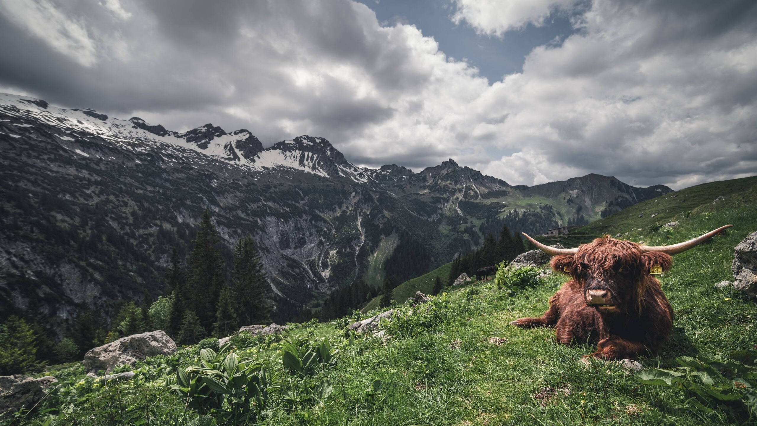九游APP官网-拜仁锋线新星不断发光，未来潜力无限，拜仁巅峰