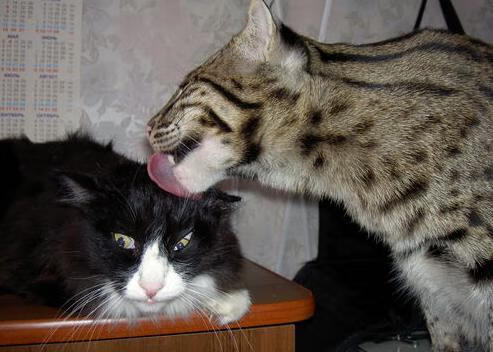 九游-阿根廷战术革新初见成效，阿根廷国家队战术