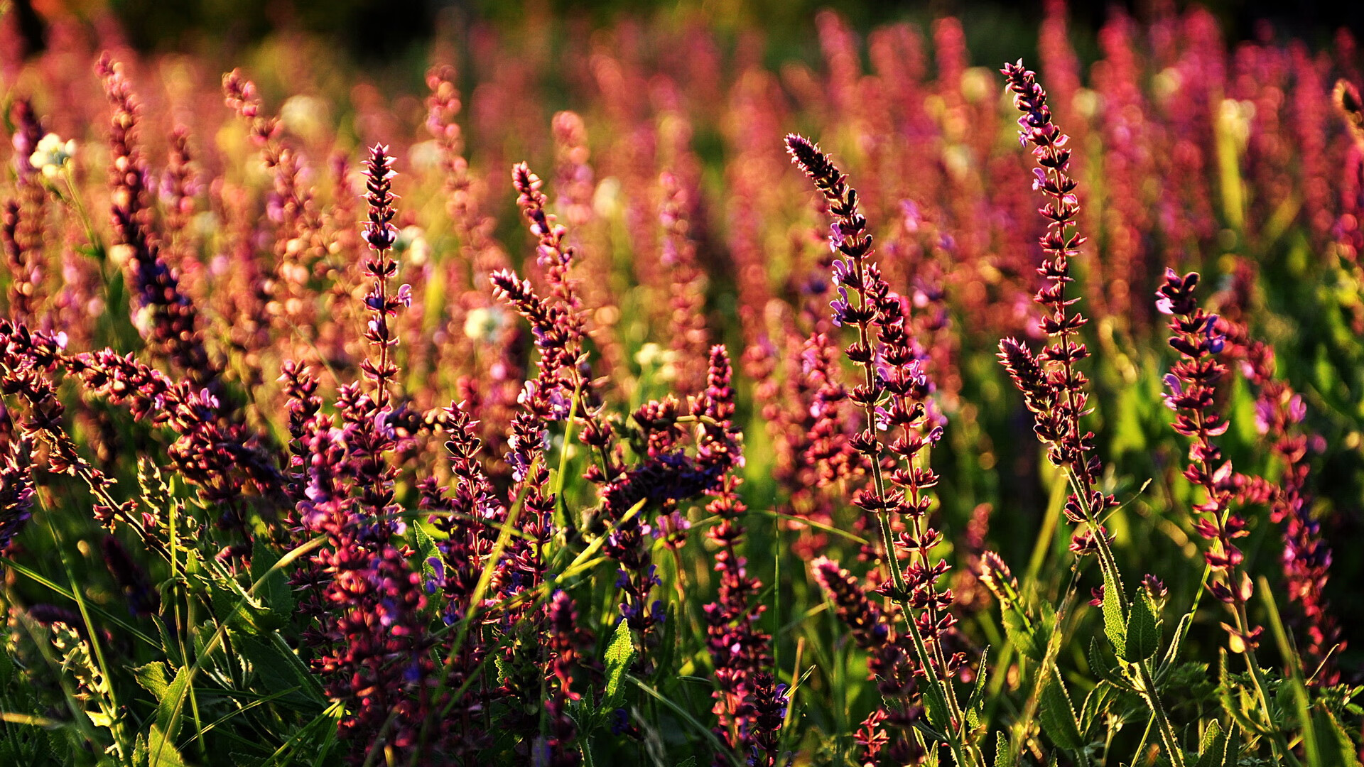 九游app官网下载-南特队主场平局，球队实力有待提升，南特队主帅