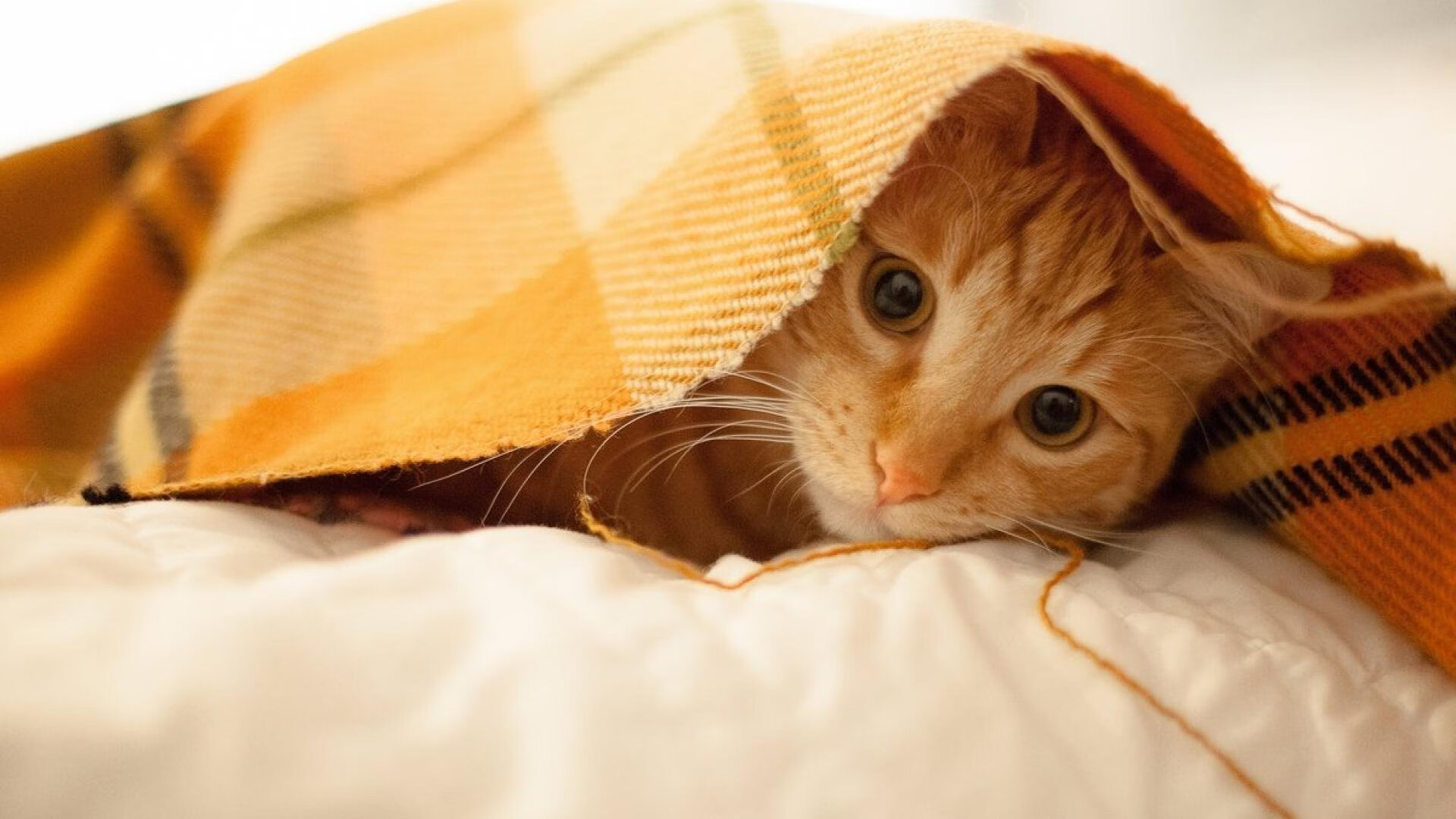 九游（jiuyou.com）游戏-北美战队再战国际赛场，北美战队再战国际赛场视频