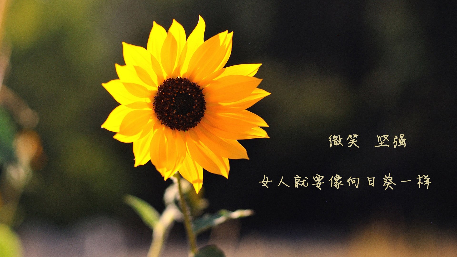 哈萨克斯坦选手实力爆发,轻松取胜,哈萨克斯坦低调