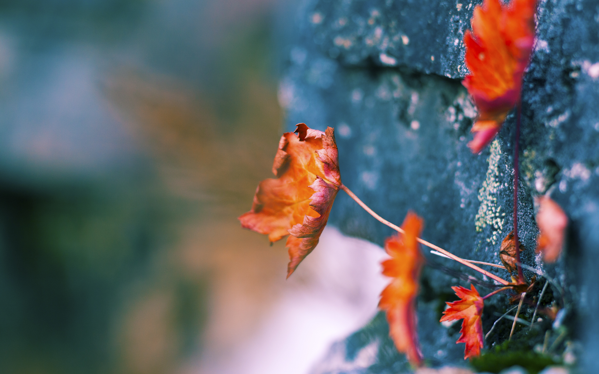 九游娱乐(jiuyou)官网-多特蒙德的主帅表示球队将全力以赴，多特蒙德换帅