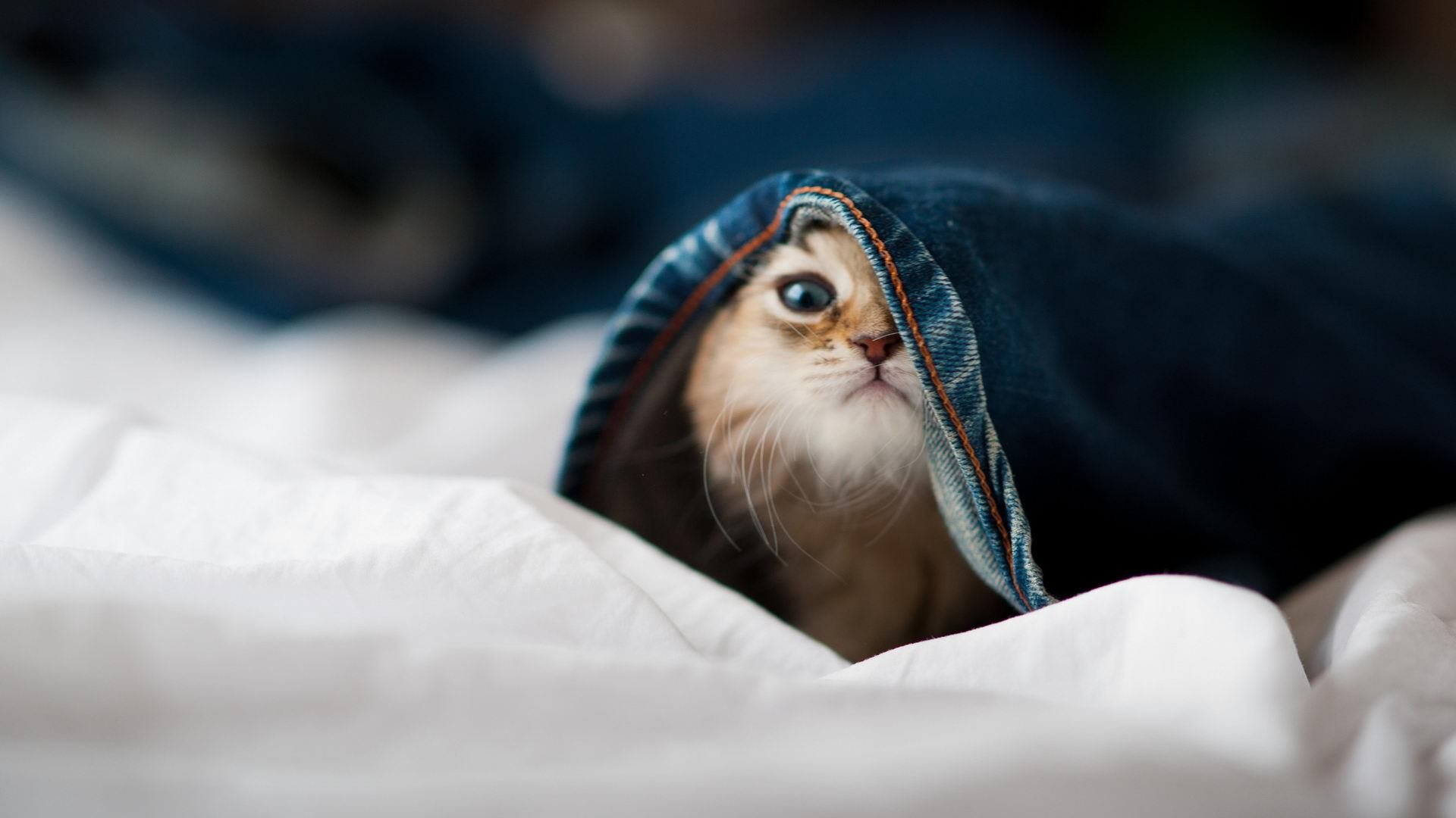 -热那亚连续两场击败强敌，士气大振，热那亚省