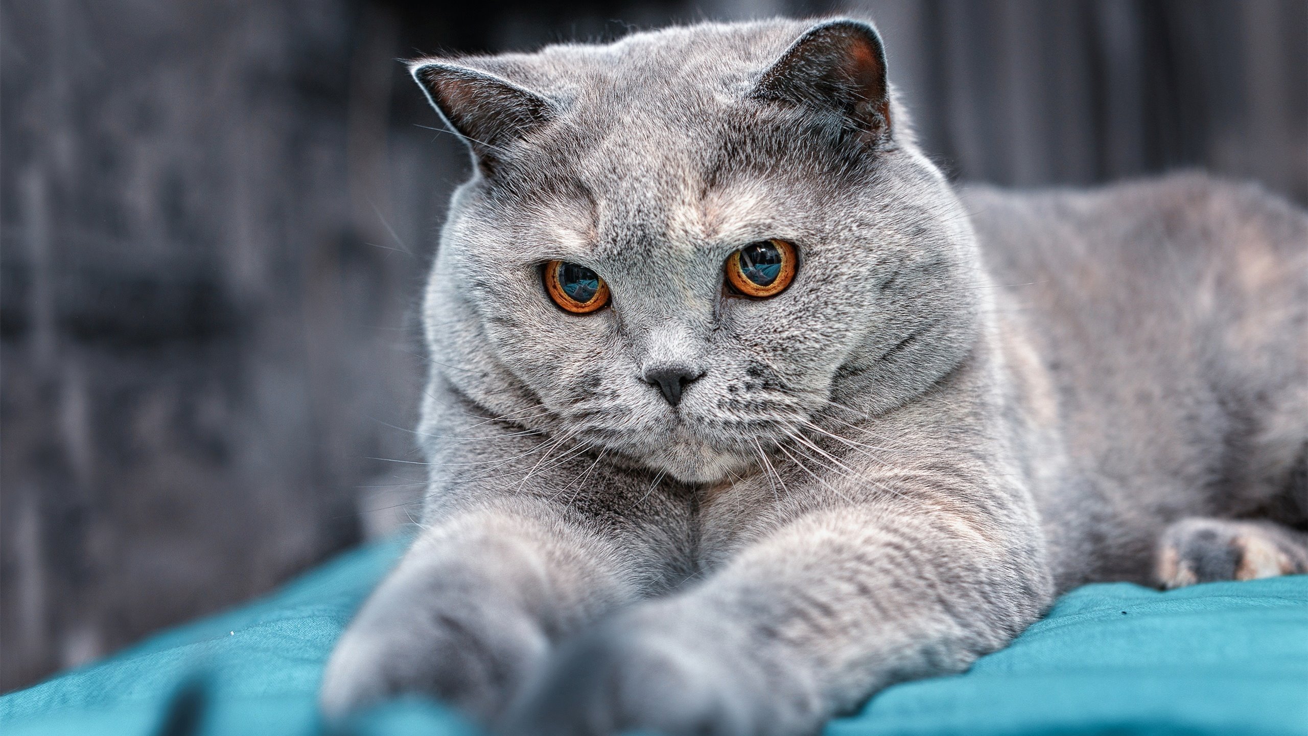 九游网页版官网-著名球员在比赛中倾尽全力，激情燃烧战场