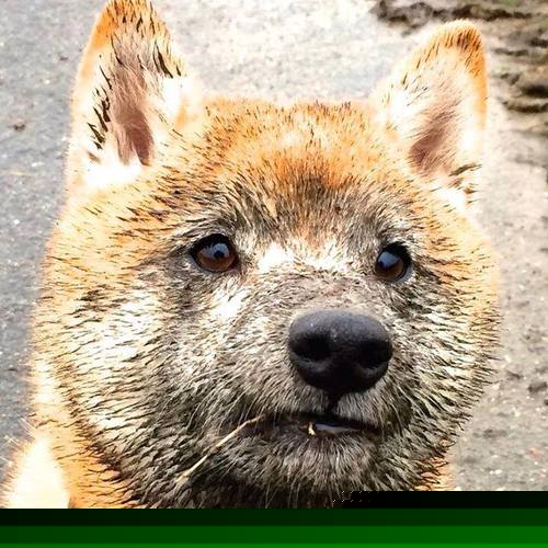 JIU YOU GAME-西甲球队利用集体语言图谱模拟对抗场景下战术演变，西甲球队简写