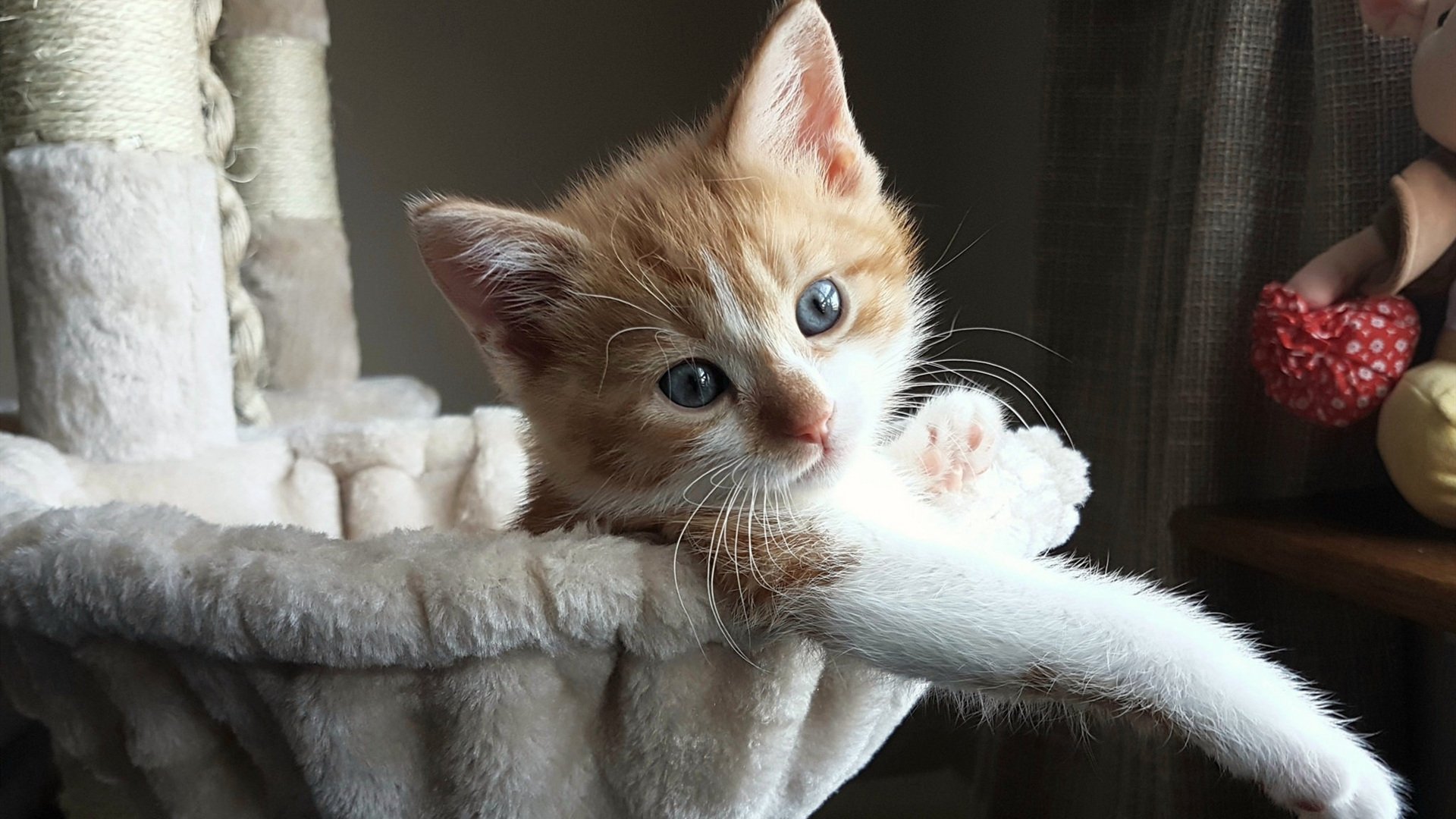 -德国队如何在国际乒联混合团体世界杯中突破赛制障碍，德国队乒乓