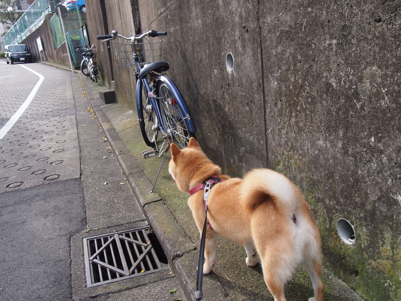 JiuyouAPP下载-攀岩赛事吸引更多年轻人参与，攀岩比赛的规则是什么