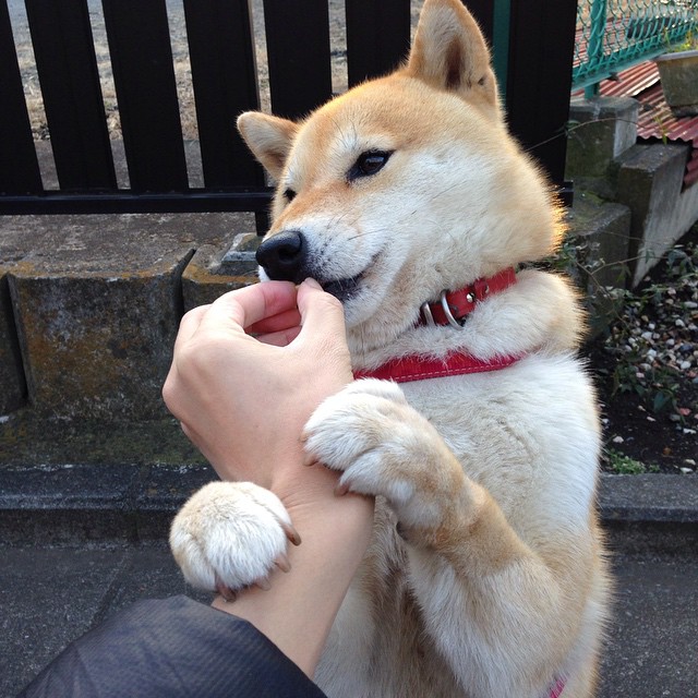 九游下载安装-南非羚羊队的打法：强硬防守与快速反击双管齐下，敌人难以招架